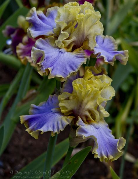 Schreiner's iris gardens - Malheur, with its subtle fragrance, stands at a moderate 33 inches, boasting 7 to 8 buds per bloom stalk. Malheur County in Southeast Oregon, is a land of high desert with far horizons. Sunsets and sunrises are as conspicuous as the fiery beards on our Malheur, smoldering atop white starbursts. Seedling # C675-B.